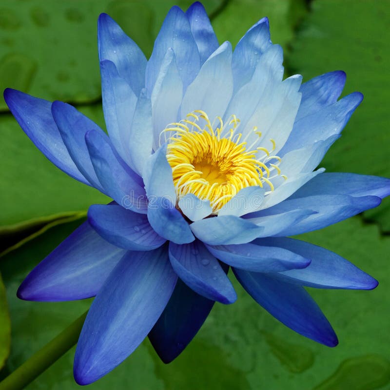 Blue Water Lily