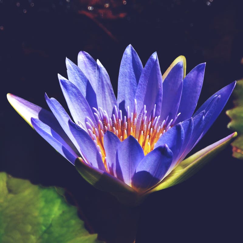 Blue Water Lily stock photo. Image of blue, flora, close - 192761918