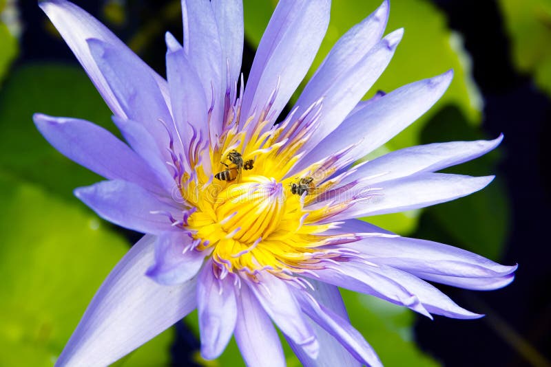 Blue water lily stock image. Image of pretty, waterlily 20880055