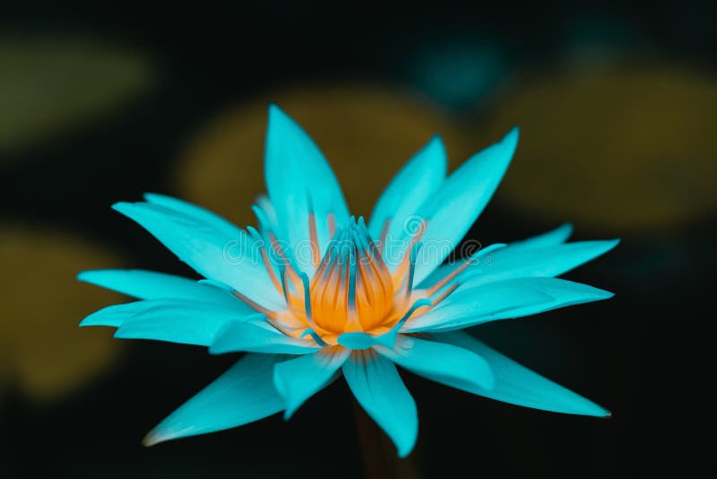 Blue Water Lily Close Up Stock Photo Image Of Waterlily Blue Water Lily Close Up Stock Photo Image Of Waterlily