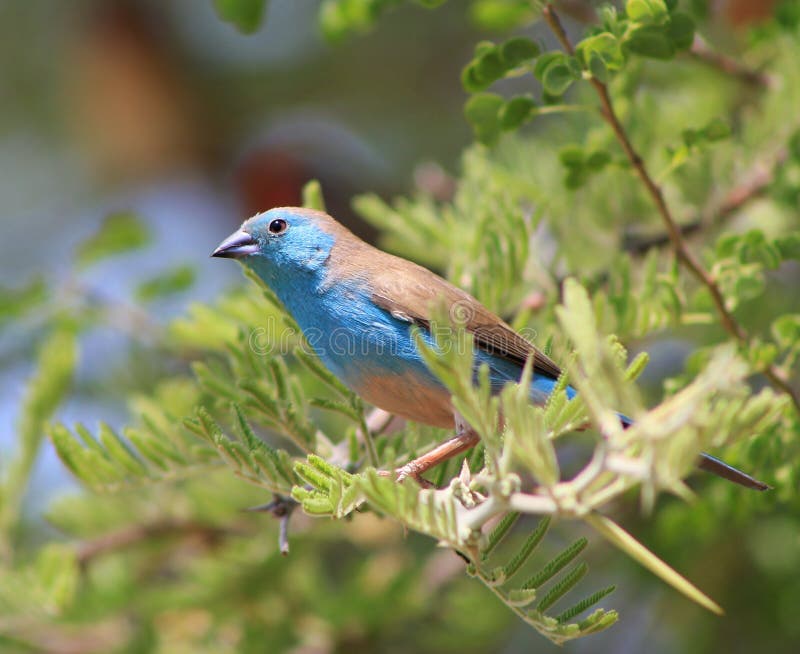 Blue Waxbill - Astonishing Beauty