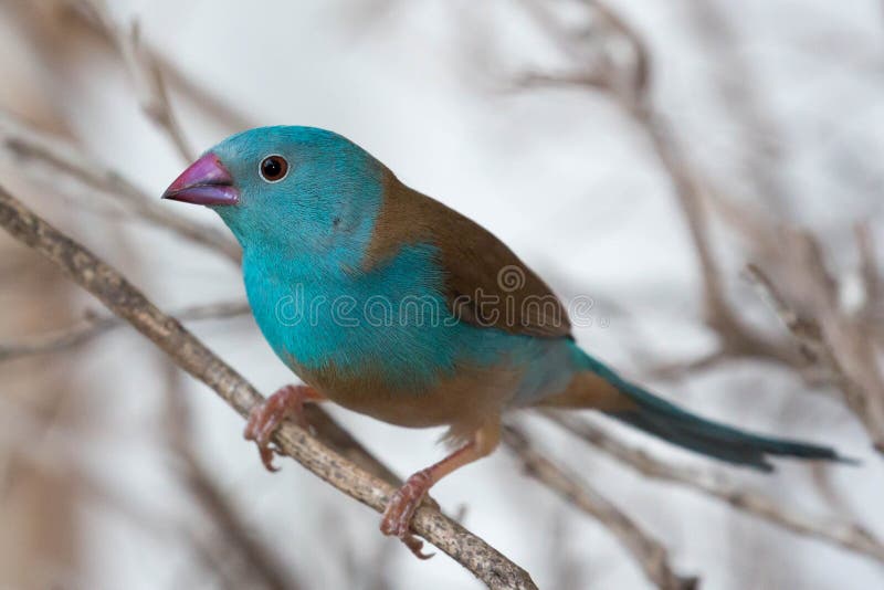 Blue Waxbill Finch Bird