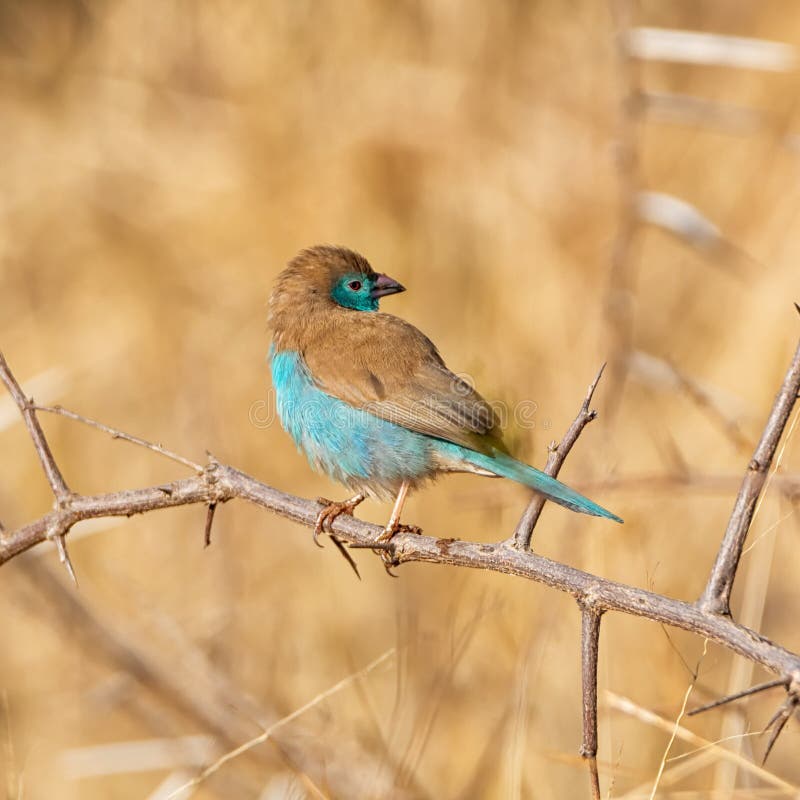 Blue Waxbill stock photo. Image of bird, bank, feathers 137960674
