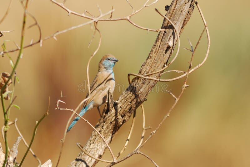 Blue Waxbill (Uraeginthus angolensis)