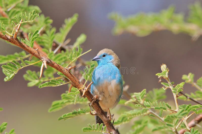 Blue Waxbill - Wild Bird Background from Africa - Beautiful Blues