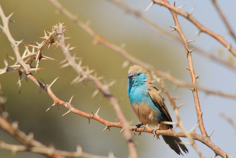 Blue Waxbill - Wild Bird Background Beauty from Africa