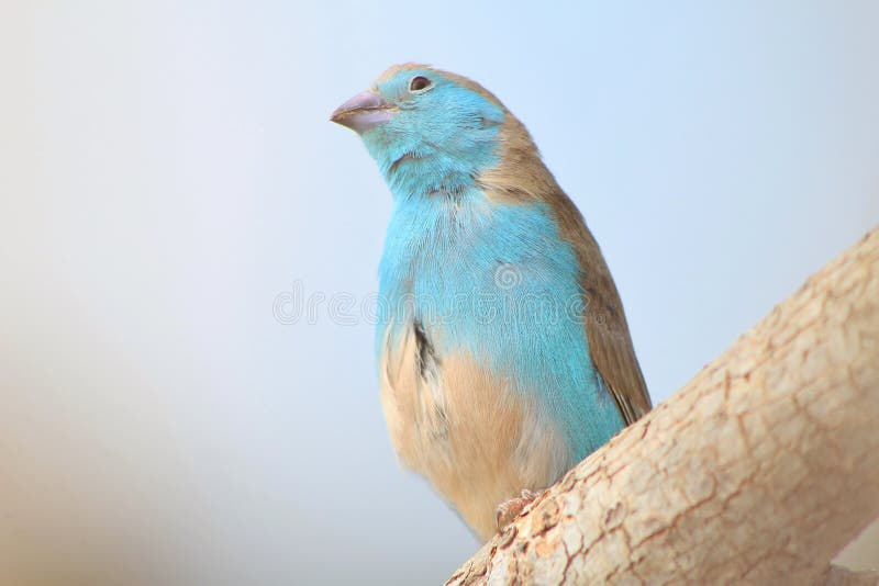 Blue Waxbill - Wild Birds from Africa