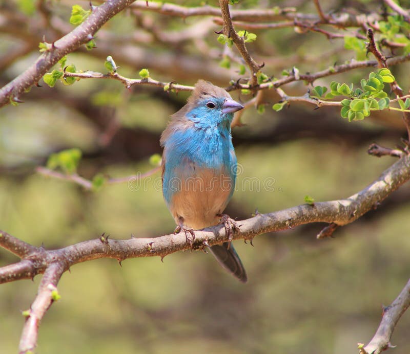 Blue Waxbill - Wind in Feathers