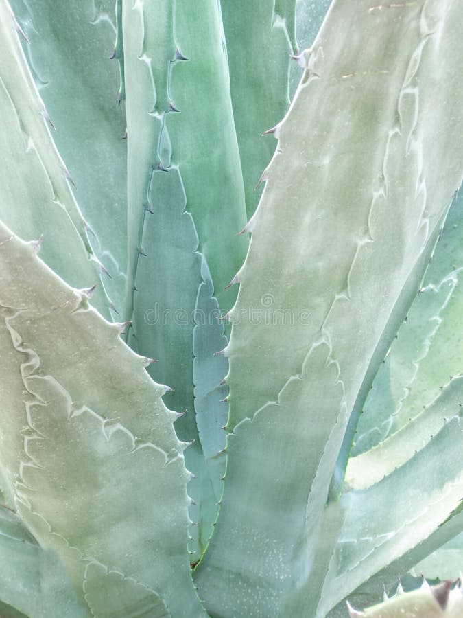 Blue er Agave Texture for Tequila, Blue Agave Background Stock Image