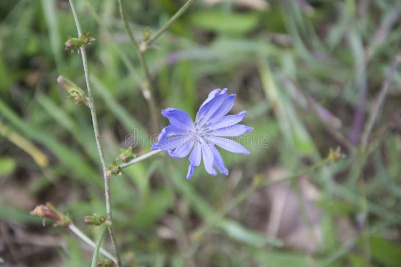 Blue weed stock image. Image of pretty, blossoms, purple 73642185