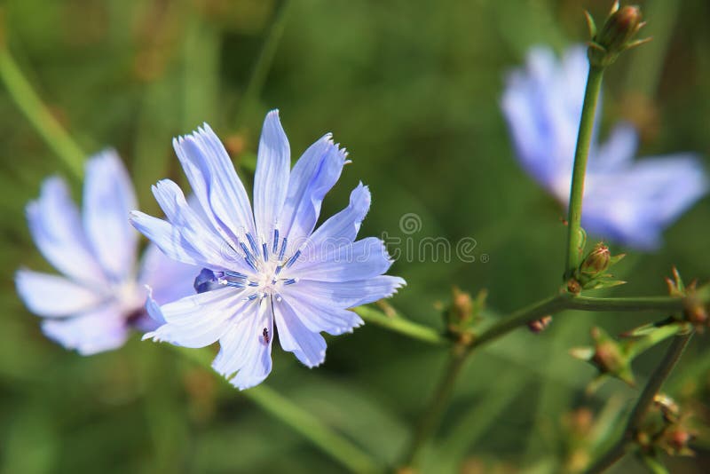 Blue weed stock image. Image of pretty, blossoms, purple 73642185