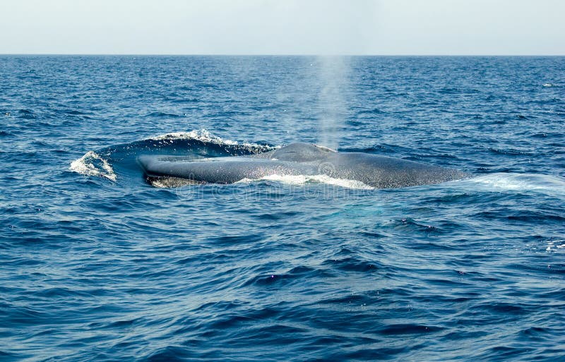 Blue Whale