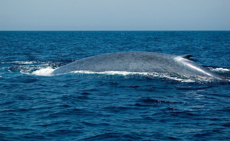 Blue Whale