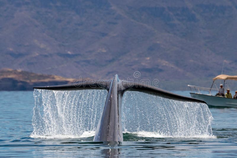 Blue Whale the Biggest Animal in the World Stock Photo - Image of wild,  animal: 112740174