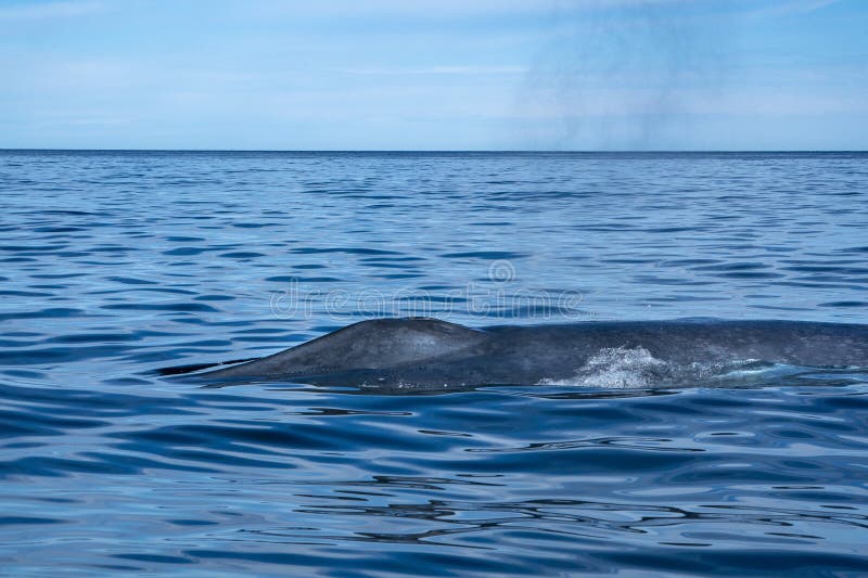 Blue Whale the Biggest Animal in the World Tail Detail Stock Image - Image  of ocean, fluke: 174640495