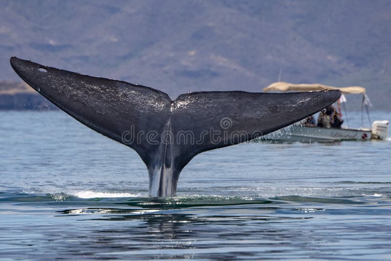 Blue Whale the Biggest Animal in the World Tail Detail Stock Photo - Image of mammal, conservation: 129570530 Blue Whale the Biggest Animal in the World Tail Detail Stock Photo - Image of mammal, conservation: 129570530