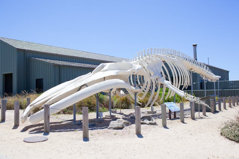 Blue Whale Skeleton stock photo. Image of exhibit, complete 73062040