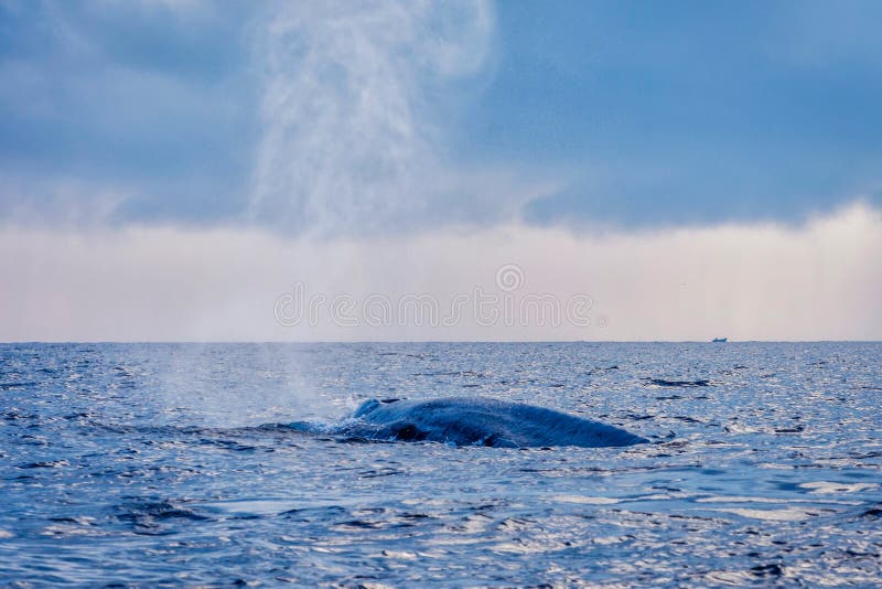 Blue whale tail stock images Blue whale tail stock images