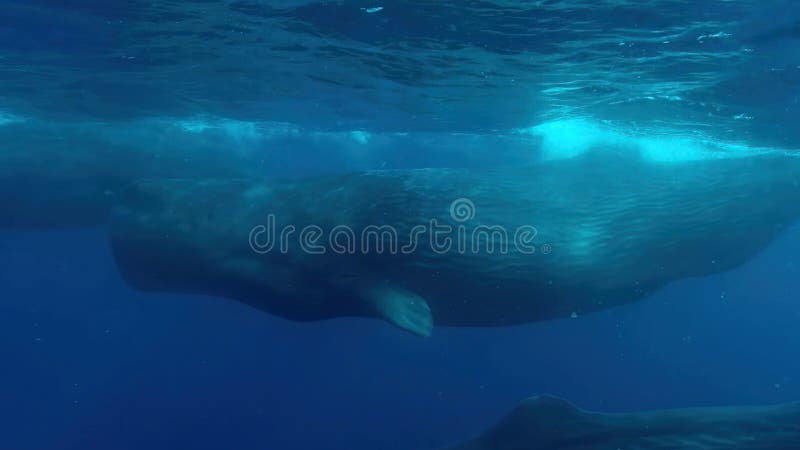 Blue whale in the water. A few blue whales in the water. Photo taken by water