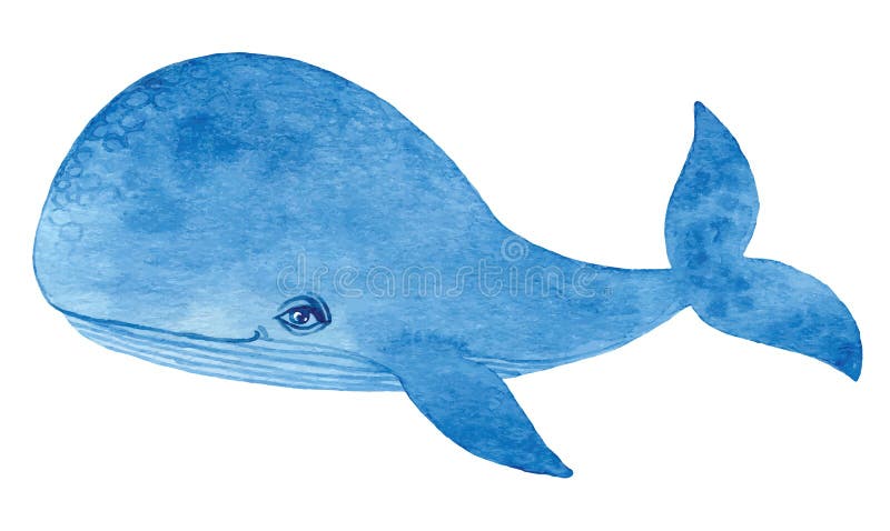 Blue whale stock illustration. Illustration of hand, atlantic - 54694225 Blue whale stock illustration. Illustration of hand, atlantic - 54694225