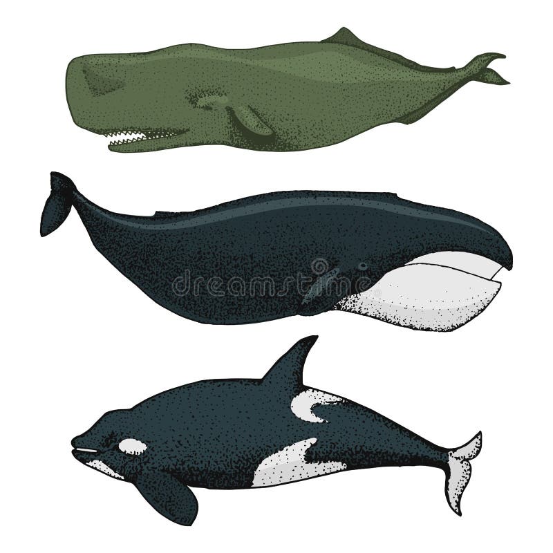 Blue Whales. Marine creatures. Finback and Humpback, Bowhead, Killer and sperm, Northern Bottlenose. sea and animals. engraved hand drawn in old sketch and vintage style