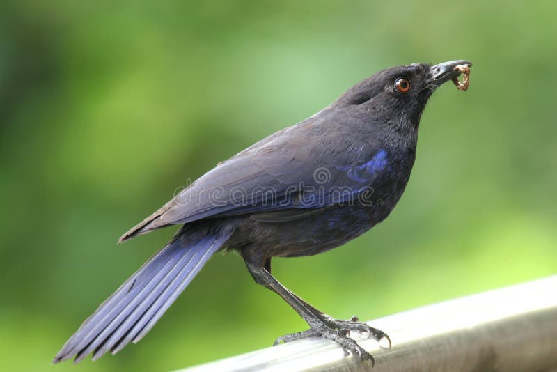 Blue Whistling Thrush