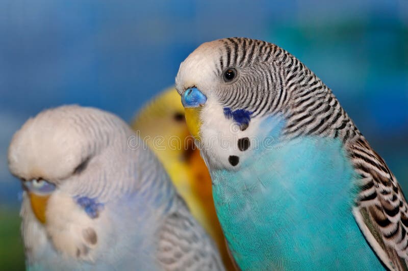 Blue white and black budgie