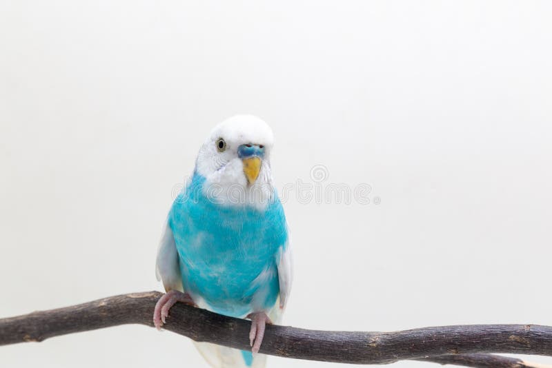 Blue and White Budgie, Budgerigar Bird Stock Photo Image of