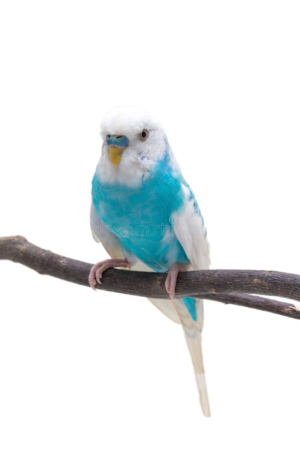 White Budgie Parakeet stock photo. Image of budgies, female 25216712