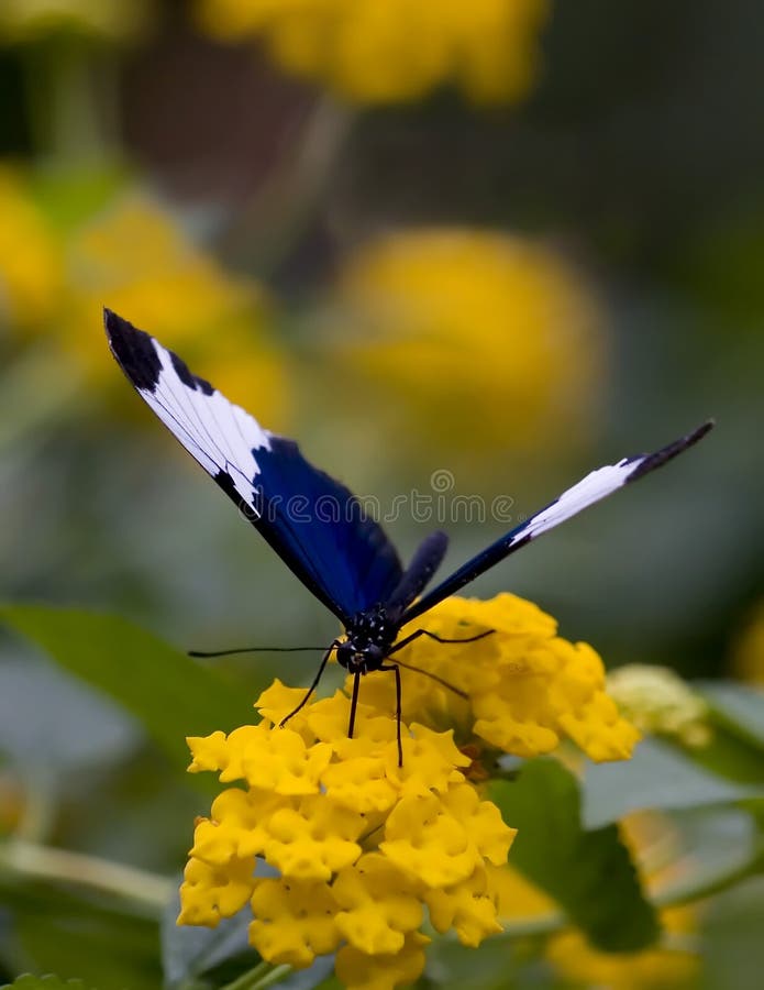 54,511 Blue White Butterfly Stock Photos Free & RoyaltyFree Stock
