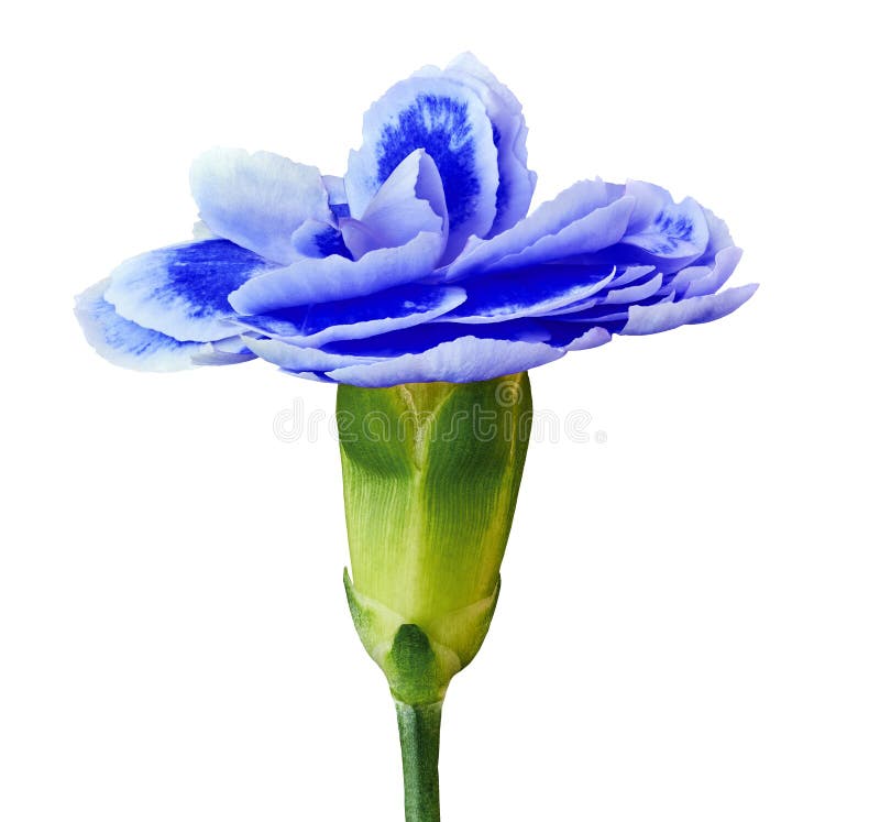 Blue Carnation Flower Isolated on White Background. Close-up Stock Photo - Image of flora ...