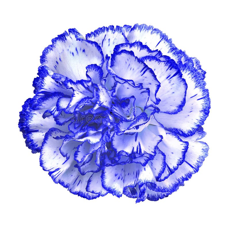 Blue carnation stock image. Image of brown, flower, background 29511165