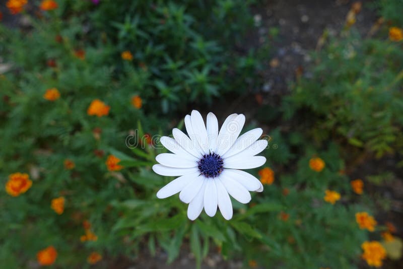 Osteospermum Blue And White Daisy Flower Head Stock