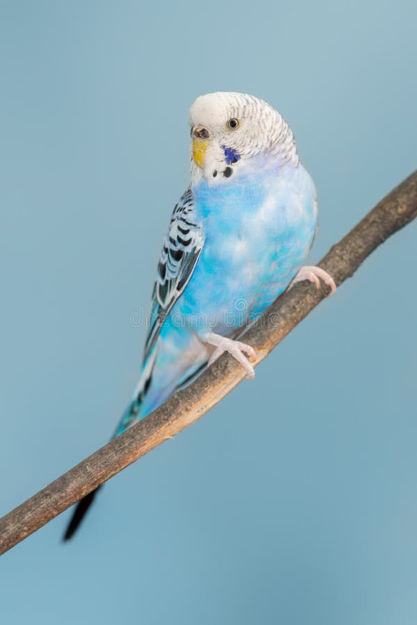 Blue and White Parakeet stock image. Image of parrot 70349299