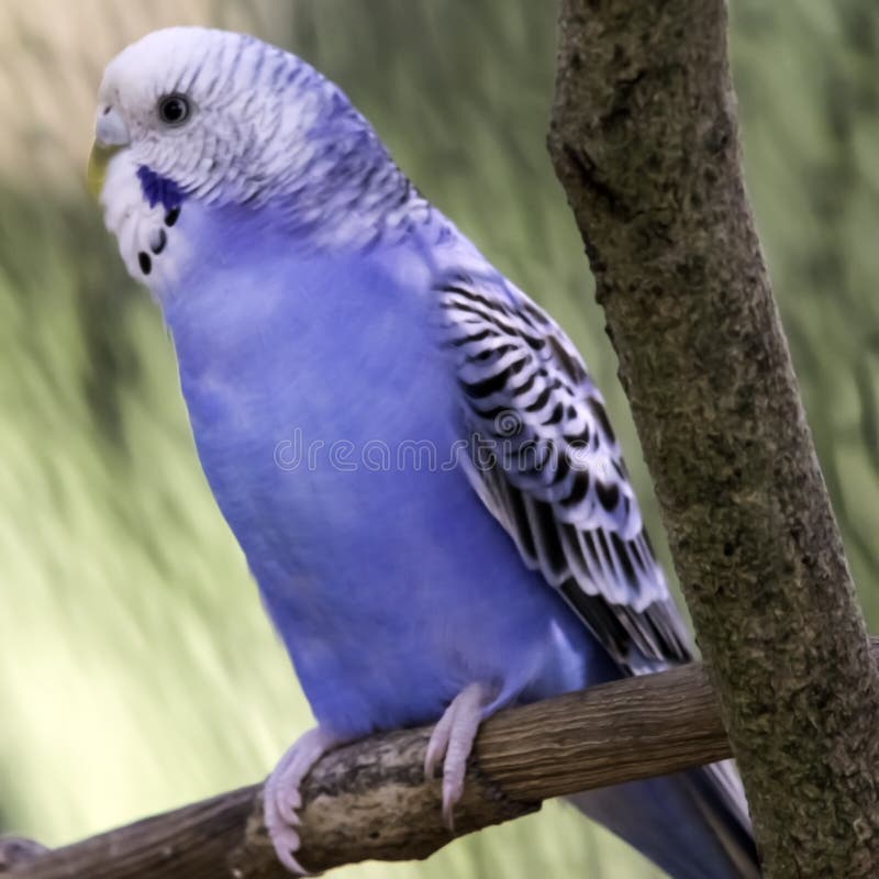 Blue And White Parakeet Stock Photo Image 58964514