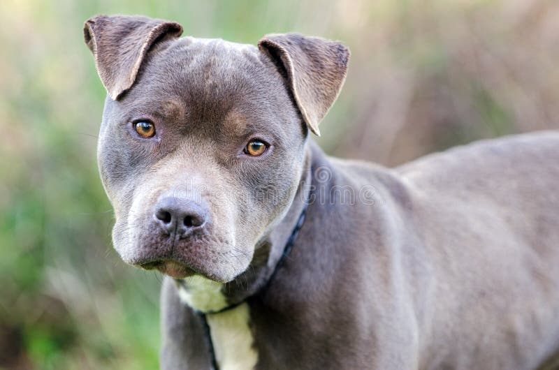 Blue and White Pit Bull Terrier Bulldog Stock Image - Image of tail ...