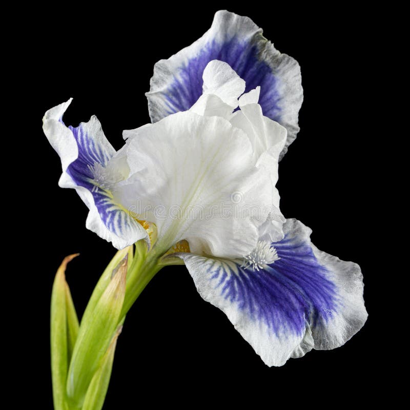Blue White Striped Flower of Iris, Isolated on Black Background Stock Photo Image of bright