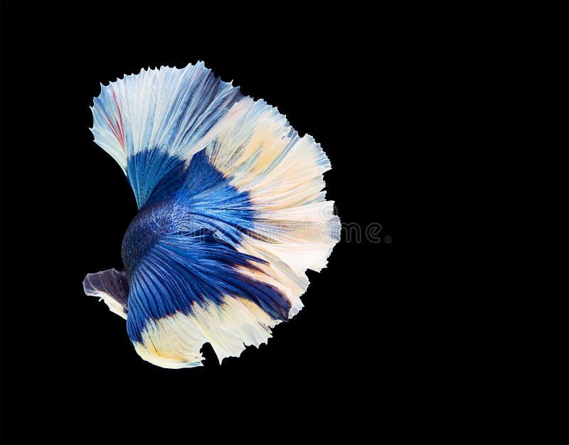 Siamese Fighting Fish: Hãy khám phá một thế giới đầy màu sắc, nhiệt huyết và bản năng tự do của các loài cá chiến Siamese. Hình ảnh liên quan sẽ khiến bạn đắm mình và khám phá ra những nét đẹp rất riêng của chúng - từ hình thể độc đáo cho đến chói lóa những đốm sắc màu rực rỡ.