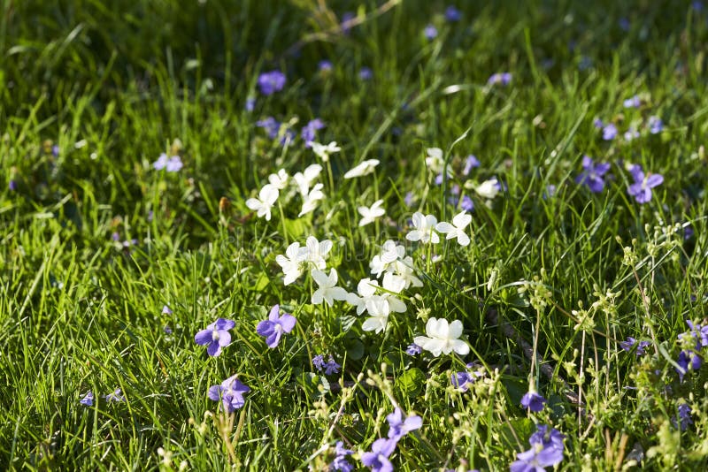 Blue and White Violets in Grass Stock Image Image of bulbosa, petal
