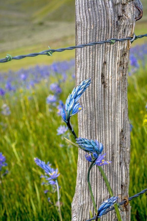 Blue wild flower and barbed wire fence