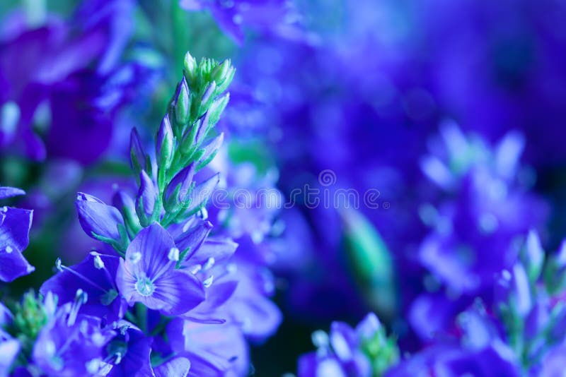 Blue wild flowers royalty free stock photos Blue wild flowers royalty free stock photos
