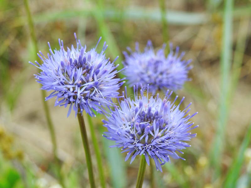 Blue wild flowers stock photo. Image of pistil, seeds 95064988