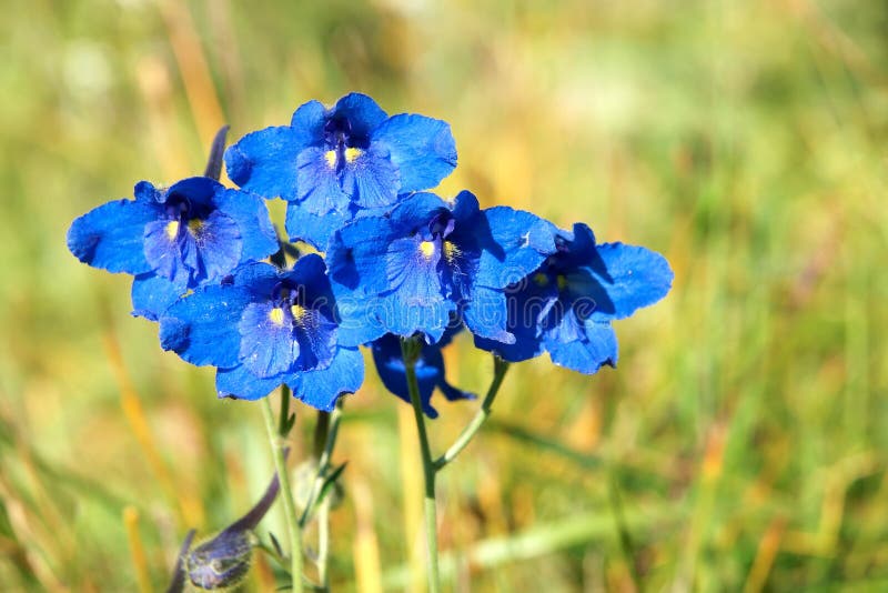 Blue wild flowers