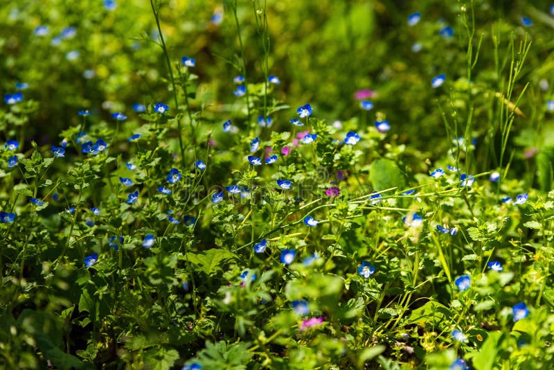 Blue wild flowers stock photo. Image of flowers, flower 71116574