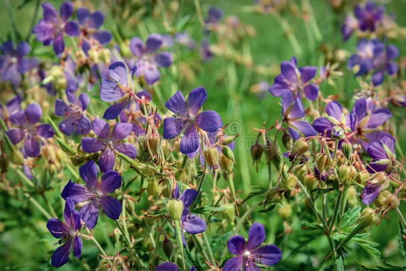 Blue Wild Flowers Meadow Geranium Stock Photo Image of countryside