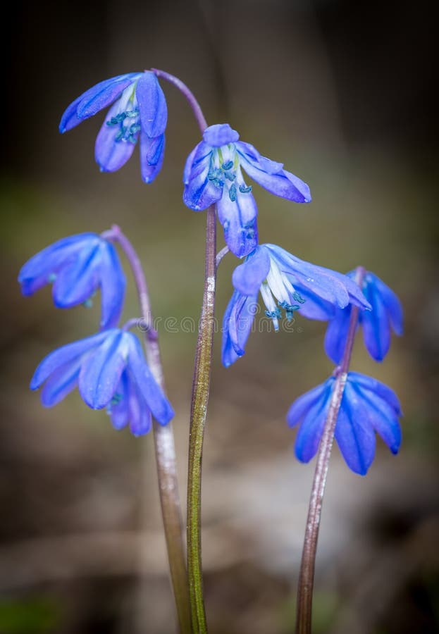Blue wild flowers in spring time royalty free stock photo
