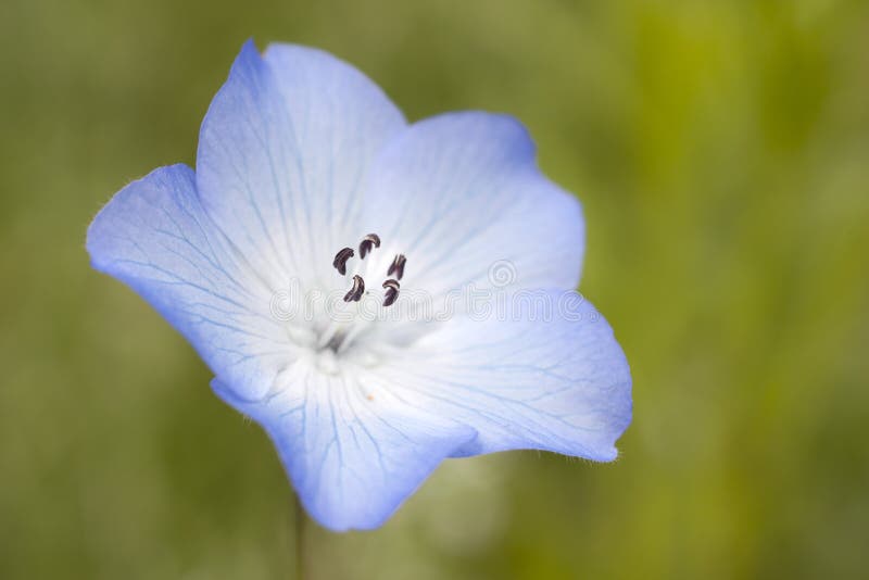 Blue wild geranium stock photo. Image of close, blue 39890292