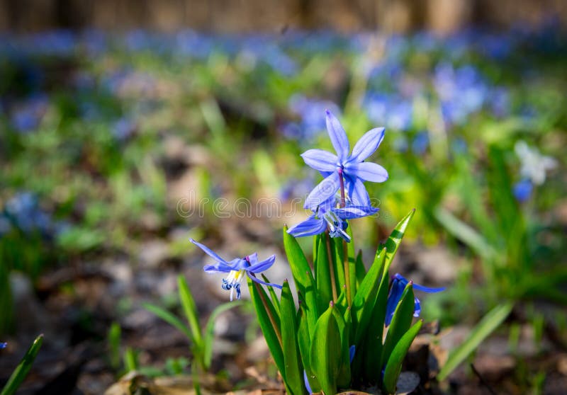 Blue wild spring flowers royalty free stock photos