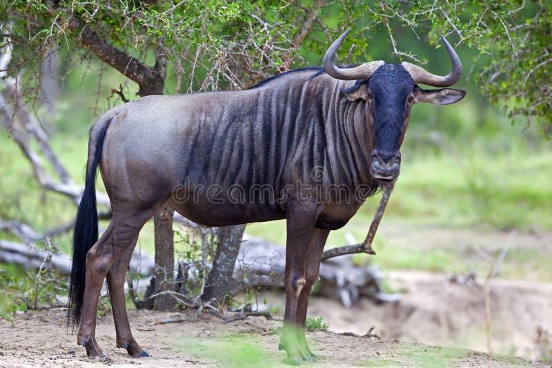 Blue Wildebeest stock image