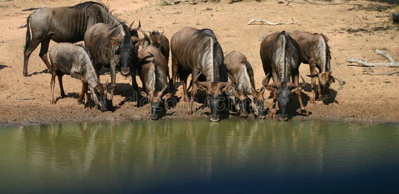 Blue Wildebeest royalty free stock images